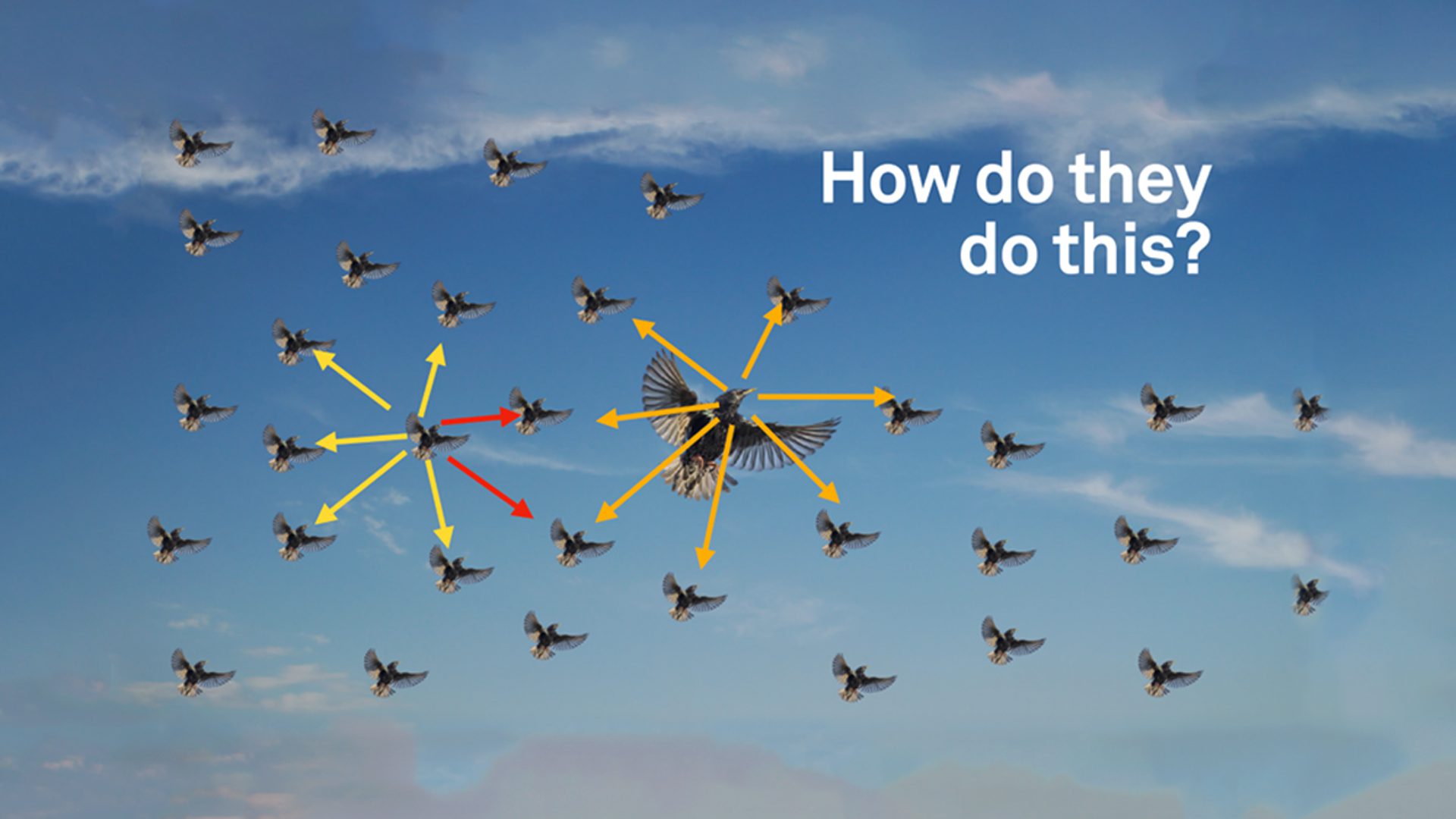 This image is a slide from Gerry Scullion's presentation, "Embracing the complexity mindset."

It is titled "How do they do this?" 

It shows a blue sky with a murmuration of starlings. Arrows have been drawn from some of the starlings to others. This is to illustrate that they interact with each other and cause a chain reaction throughout the group. 
